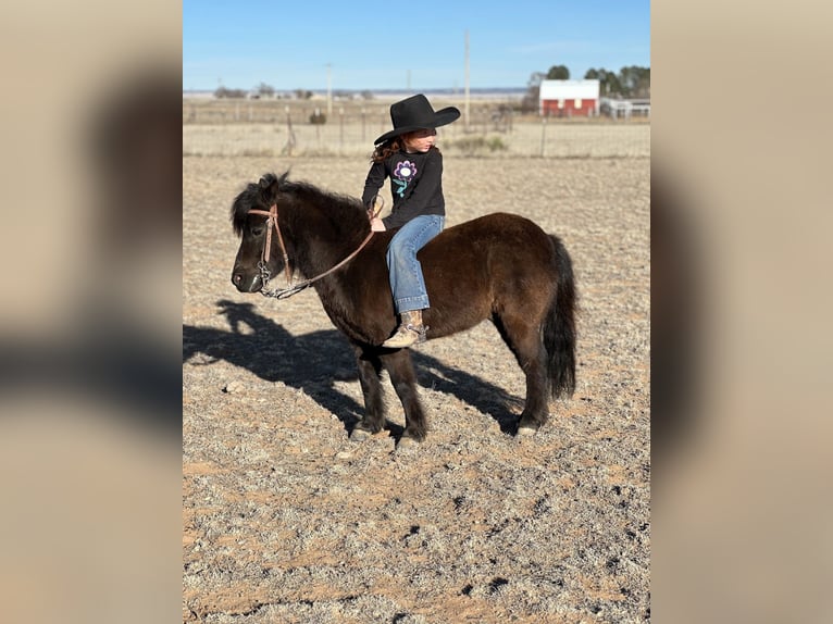 Weitere Ponys/Kleinpferde Wallach 7 Jahre 97 cm Rappe in Edgewood