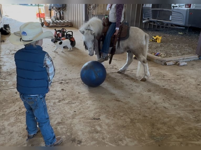 Weitere Ponys/Kleinpferde Wallach 7 Jahre 97 cm Schecke in Weatherford