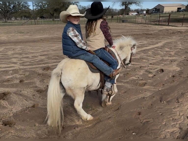 Weitere Ponys/Kleinpferde Wallach 7 Jahre 97 cm Schecke in Weatherford