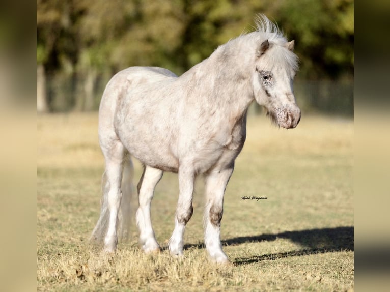 Weitere Ponys/Kleinpferde Wallach 7 Jahre 97 cm Schecke in Weatherford