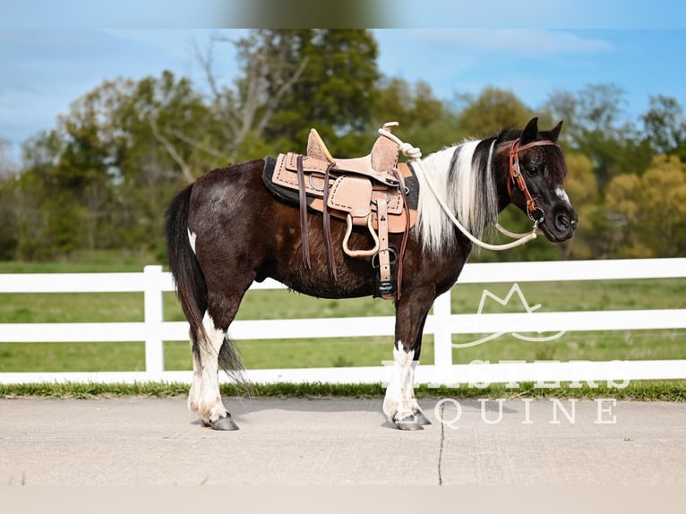 Weitere Ponys/Kleinpferde Wallach 7 Jahre 97 cm in Orrville, OH