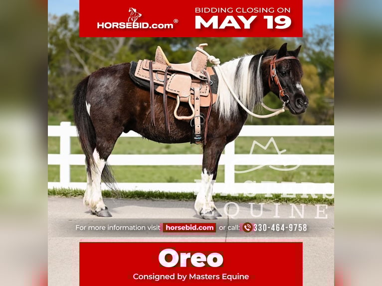 Weitere Ponys/Kleinpferde Wallach 7 Jahre 97 cm in Orrville, OH