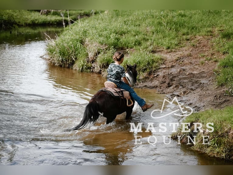 Weitere Ponys/Kleinpferde Wallach 7 Jahre 97 cm in Orrville, OH