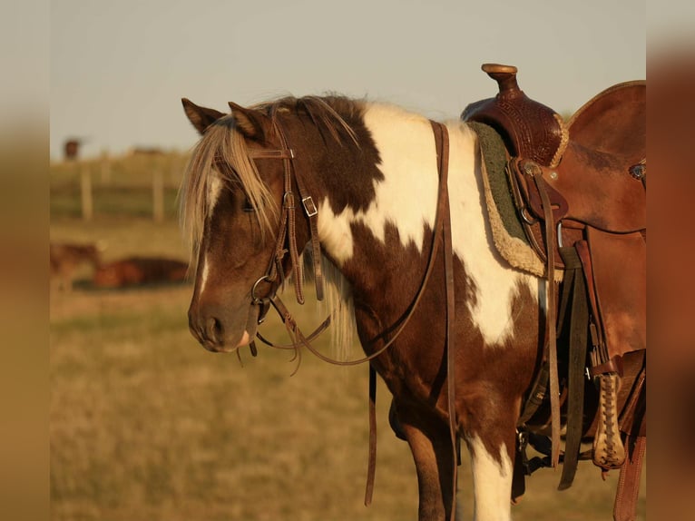 Weitere Ponys/Kleinpferde Wallach 7 Jahre 99 cm Schecke in Fresno