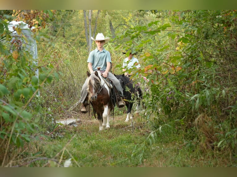 Weitere Ponys/Kleinpferde Wallach 7 Jahre 99 cm Schecke in Fresno