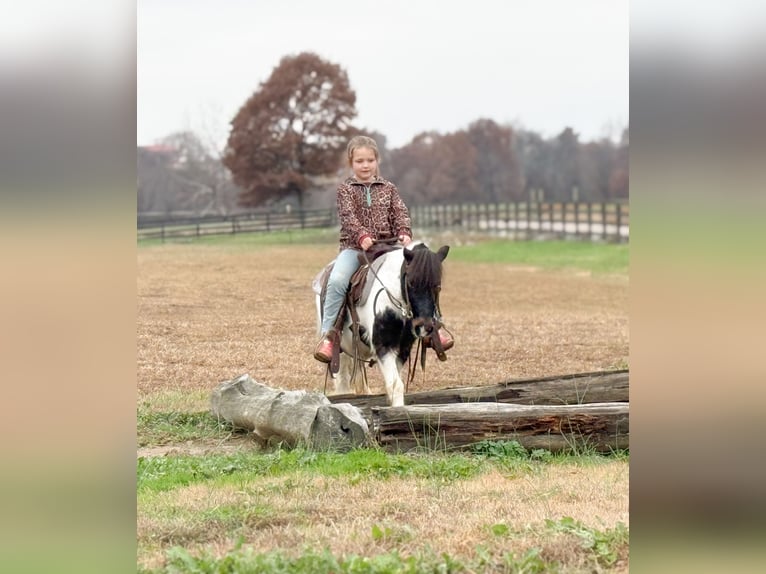 Weitere Ponys/Kleinpferde Wallach 7 Jahre 99 cm Schecke in Henderson
