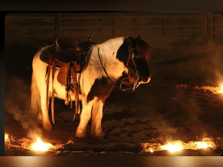 Weitere Ponys/Kleinpferde Wallach 7 Jahre 99 cm Schecke in Henderson
