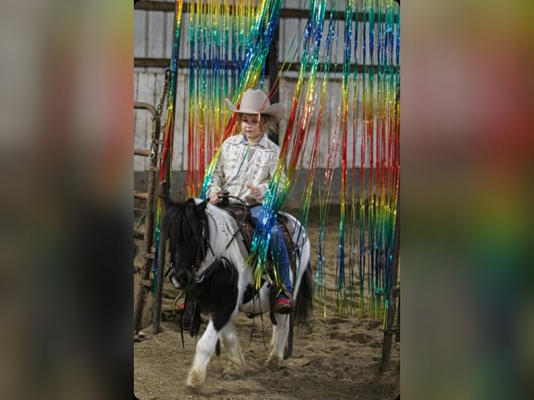 Weitere Ponys/Kleinpferde Wallach 7 Jahre 99 cm Schecke in Henderson