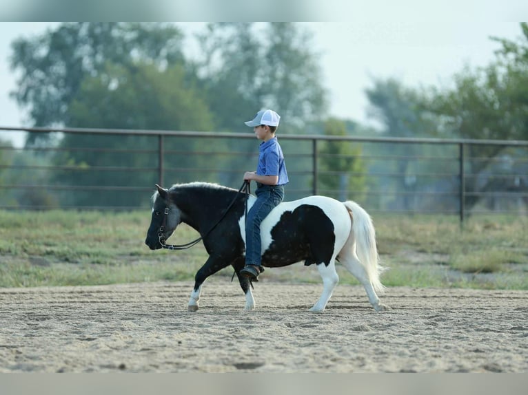 Weitere Ponys/Kleinpferde Wallach 7 Jahre 99 cm Schecke in Mount Vernon