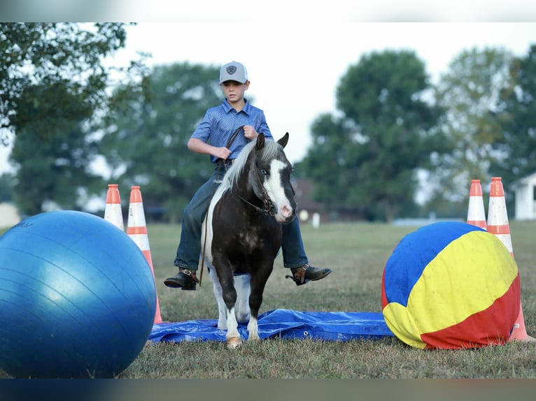 Weitere Ponys/Kleinpferde Wallach 7 Jahre 99 cm Schecke in Mount Vernon
