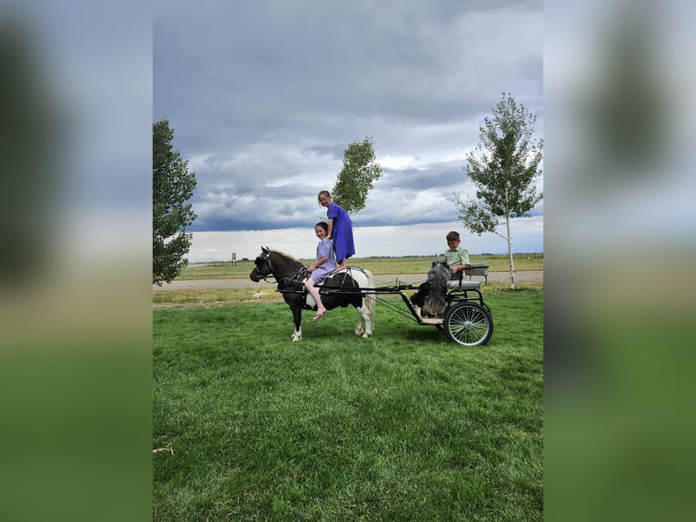 Weitere Ponys/Kleinpferde Wallach 7 Jahre 99 cm Schecke in Mount Vernon