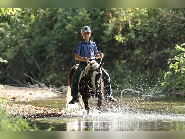 Weitere Ponys/Kleinpferde Wallach 7 Jahre 99 cm Schecke in Mount Vernon