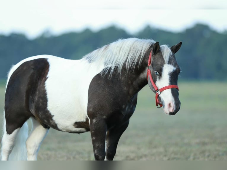 Weitere Ponys/Kleinpferde Wallach 7 Jahre 99 cm Schecke in Mount Vernon