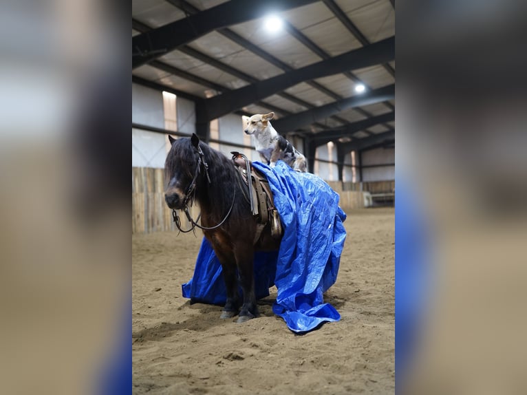 Weitere Ponys/Kleinpferde Wallach 8 Jahre 102 cm Brauner in Brandon