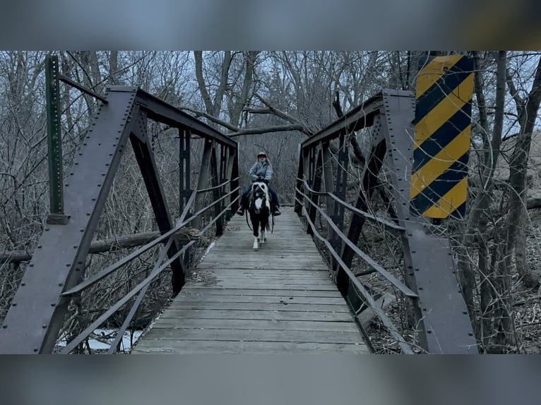 Weitere Ponys/Kleinpferde Wallach 8 Jahre 102 cm Brauner in Brandon