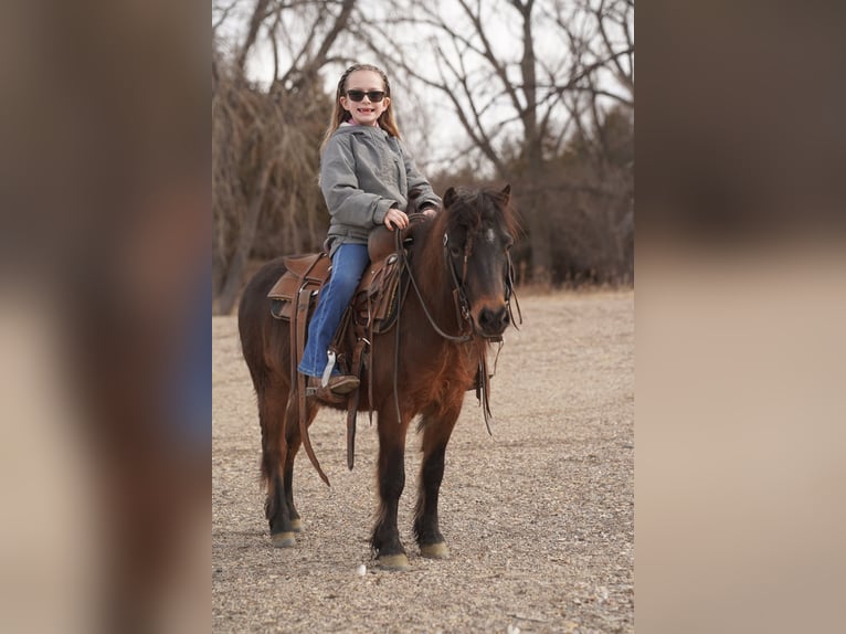 Weitere Ponys/Kleinpferde Wallach 8 Jahre 102 cm Brauner in Brandon