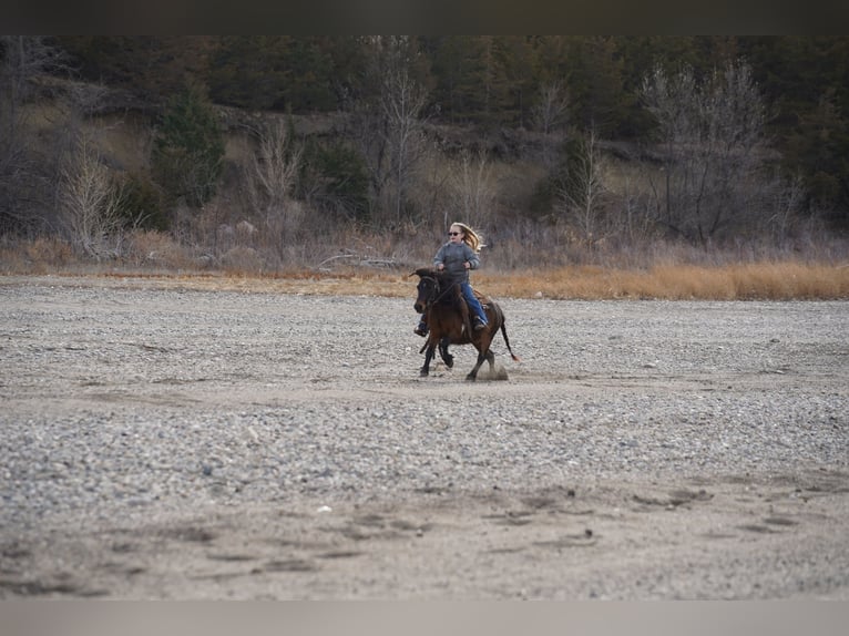 Weitere Ponys/Kleinpferde Wallach 8 Jahre 102 cm Brauner in Brandon