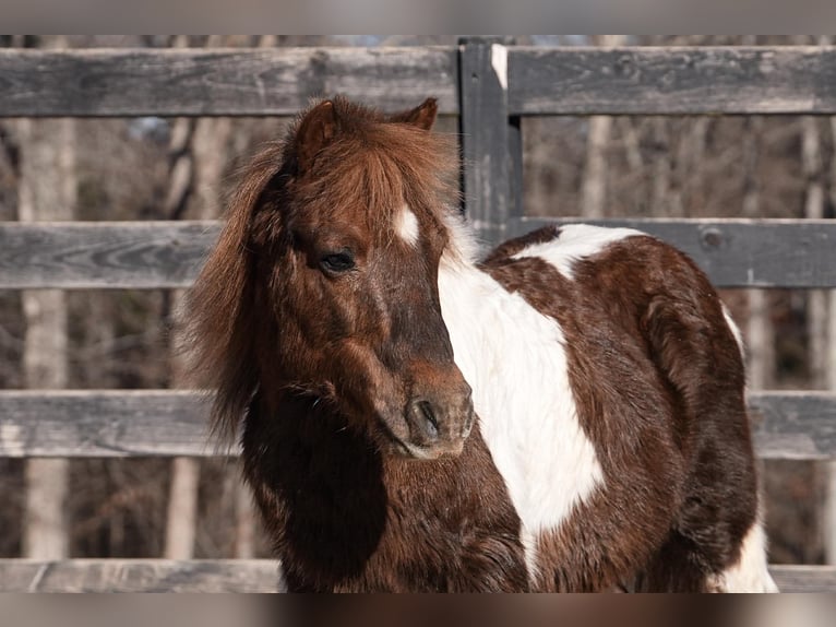 Weitere Ponys/Kleinpferde Wallach 8 Jahre 102 cm Schecke in Clover