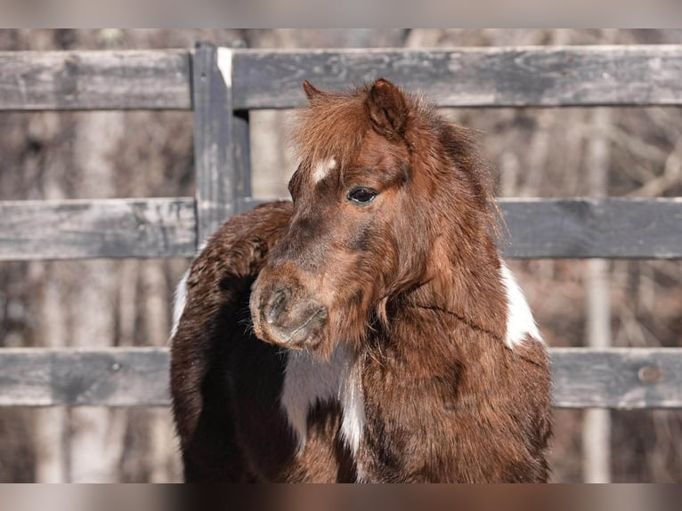 Weitere Ponys/Kleinpferde Wallach 8 Jahre 102 cm Schecke in Clover