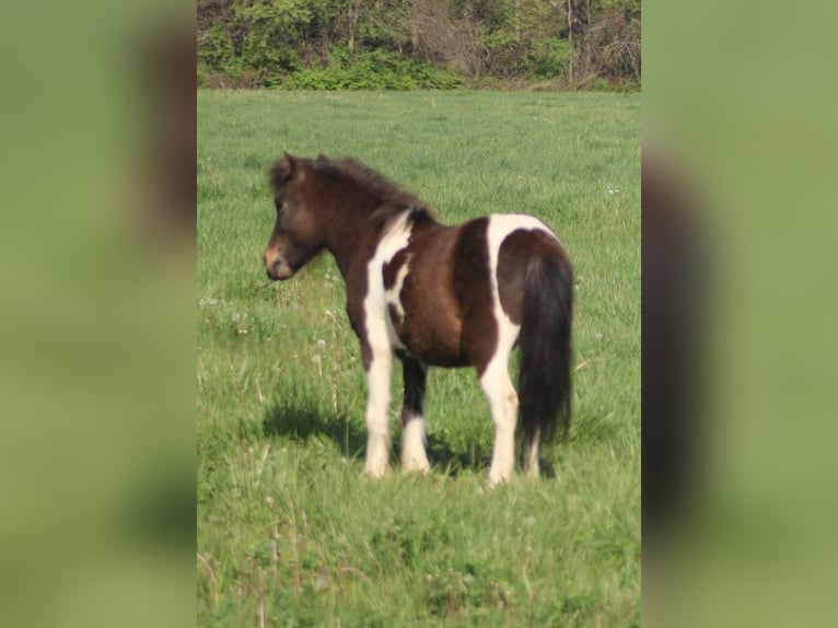Weitere Ponys/Kleinpferde Wallach 8 Jahre 102 cm in Brownstown, IL