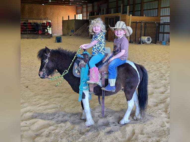 Weitere Ponys/Kleinpferde Wallach 8 Jahre 102 cm in Brownstown, IL