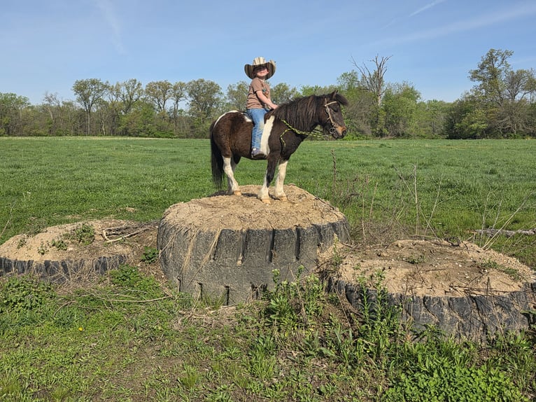 Weitere Ponys/Kleinpferde Wallach 8 Jahre 102 cm in Brownstown, IL