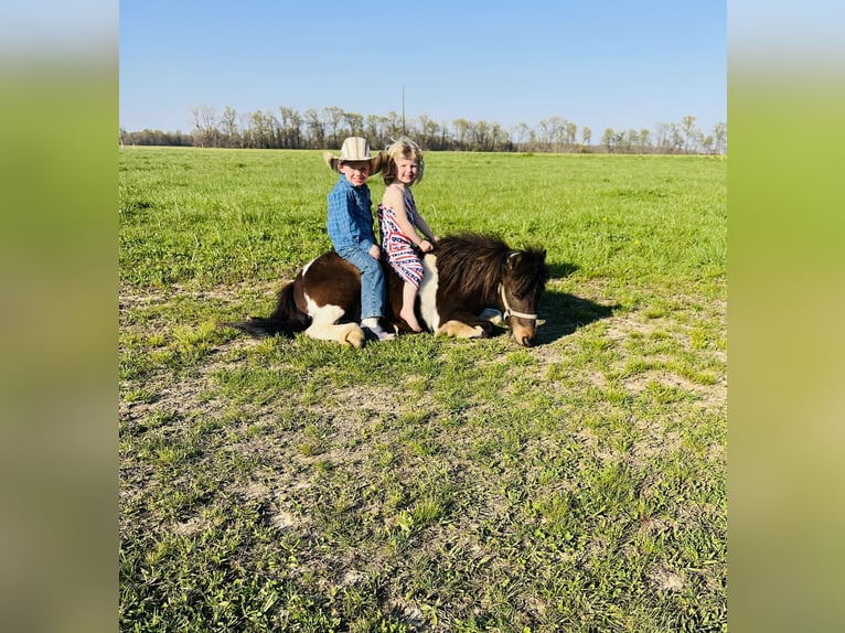Weitere Ponys/Kleinpferde Wallach 8 Jahre 102 cm in Brownstown, IL