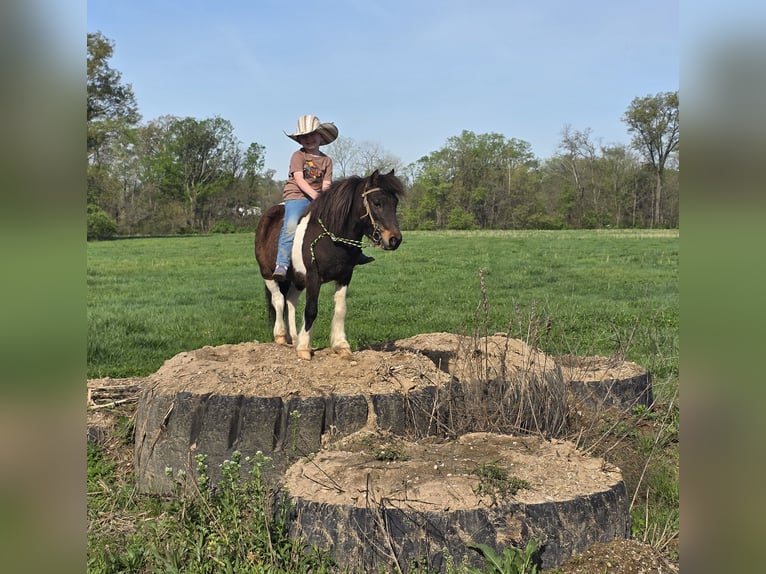 Weitere Ponys/Kleinpferde Wallach 8 Jahre 102 cm in Brownstown, IL