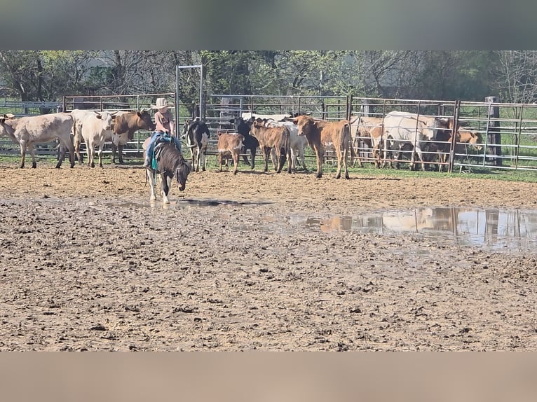 Weitere Ponys/Kleinpferde Wallach 8 Jahre 102 cm in Brownstown, IL