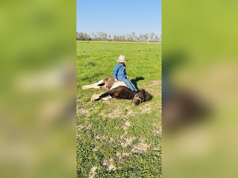 Weitere Ponys/Kleinpferde Wallach 8 Jahre 102 cm in Brownstown, IL