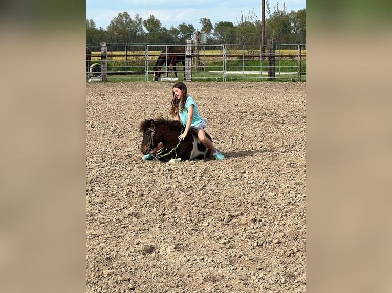 Weitere Ponys/Kleinpferde Wallach 8 Jahre 102 cm in Brownstown, IL