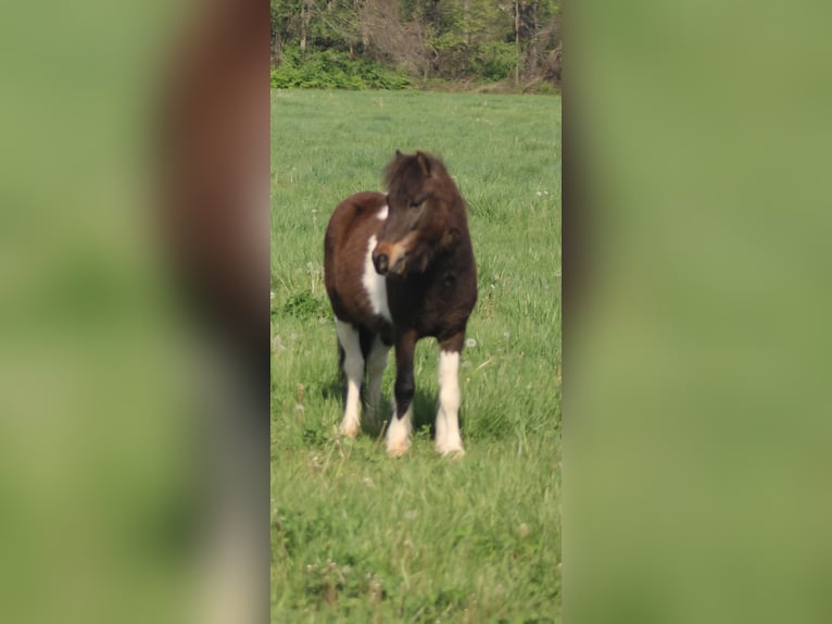 Weitere Ponys/Kleinpferde Wallach 8 Jahre 102 cm in Brownstown, IL