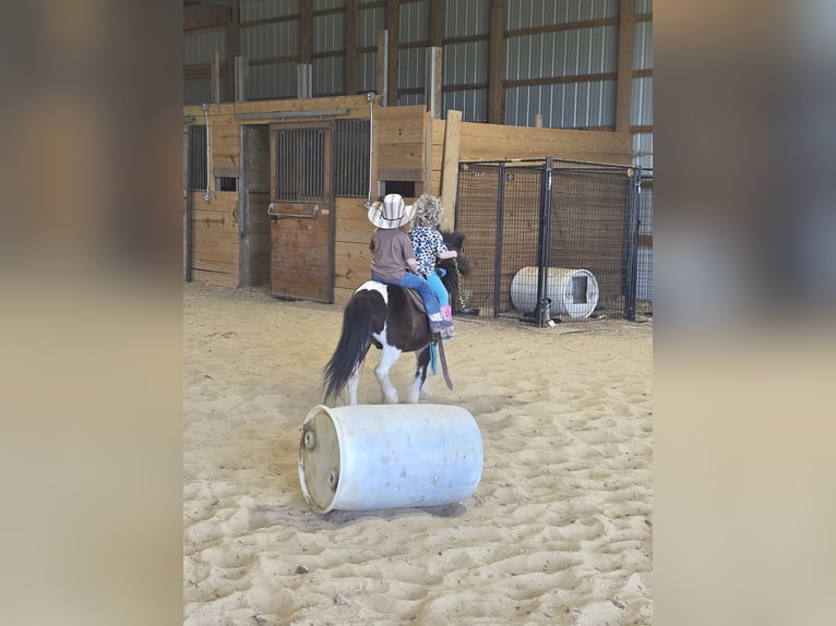 Weitere Ponys/Kleinpferde Wallach 8 Jahre 102 cm in Brownstown, IL