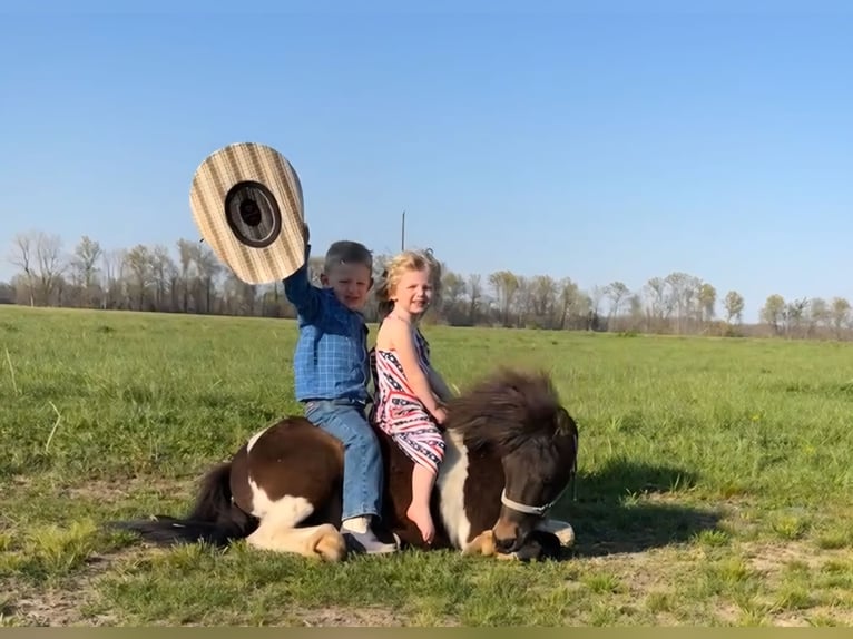 Weitere Ponys/Kleinpferde Wallach 8 Jahre 102 cm in Brownstown, IL