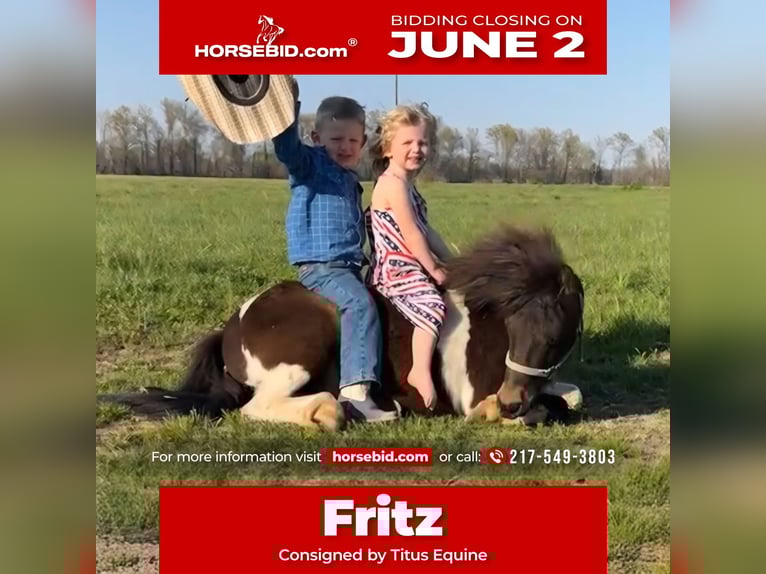 Weitere Ponys/Kleinpferde Wallach 8 Jahre 102 cm in Brownstown, IL