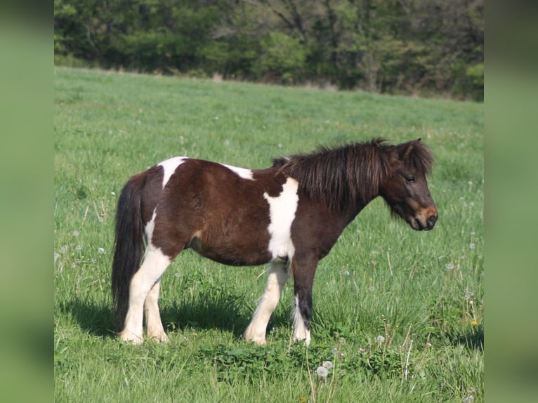 Weitere Ponys/Kleinpferde Wallach 8 Jahre 102 cm in Brownstown, IL