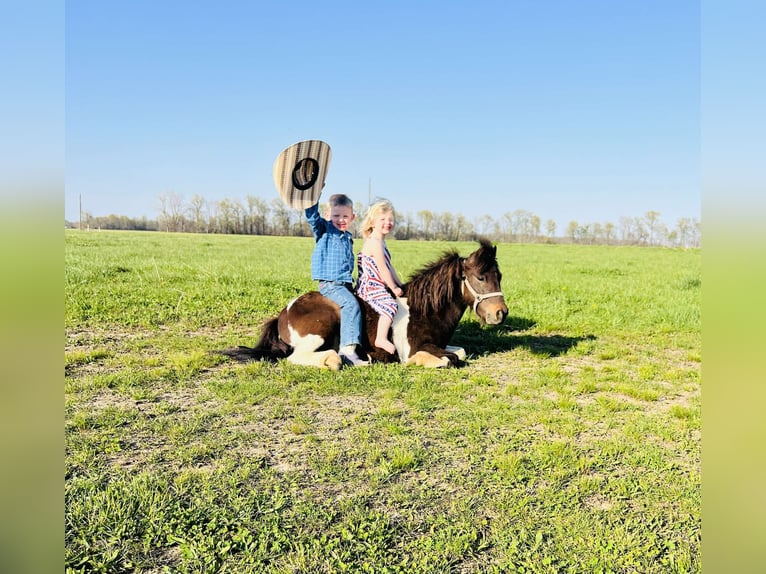 Weitere Ponys/Kleinpferde Wallach 8 Jahre 102 cm in Brownstown, IL