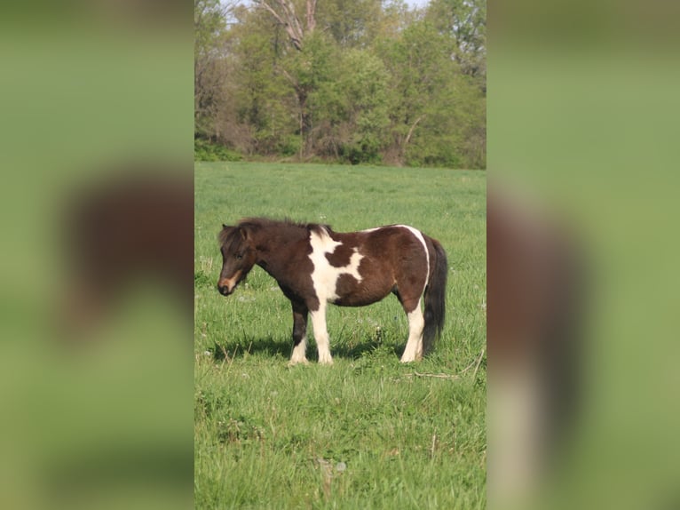 Weitere Ponys/Kleinpferde Wallach 8 Jahre 102 cm in Brownstown, IL