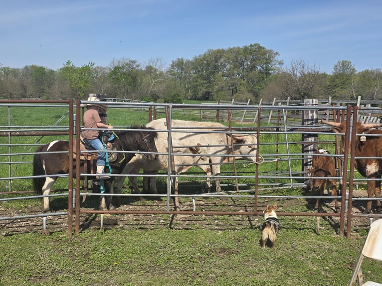 Weitere Ponys/Kleinpferde Wallach 8 Jahre 102 cm in Brownstown, IL