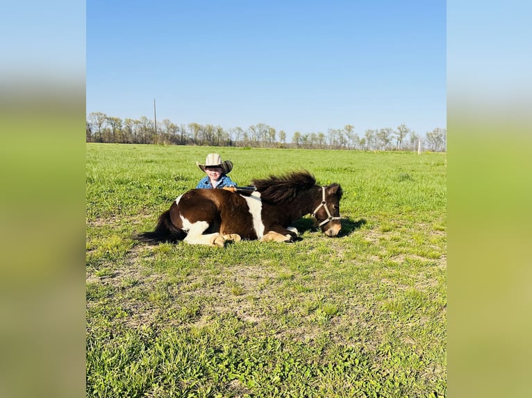 Weitere Ponys/Kleinpferde Wallach 8 Jahre 102 cm in Brownstown, IL