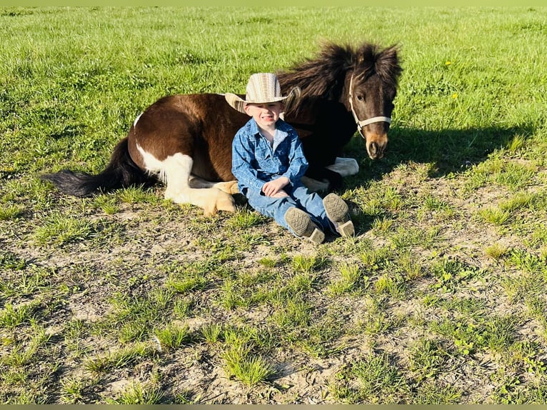 Weitere Ponys/Kleinpferde Wallach 8 Jahre 102 cm in Brownstown, IL