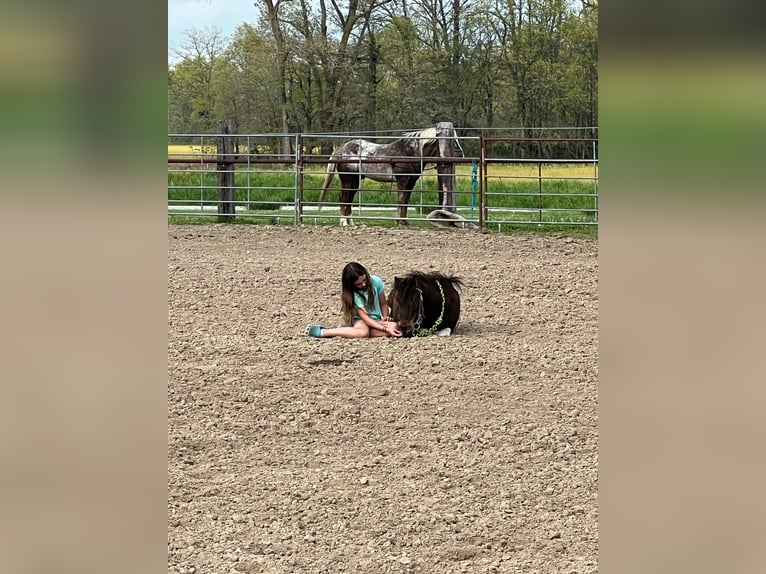 Weitere Ponys/Kleinpferde Wallach 8 Jahre 102 cm in Brownstown, IL