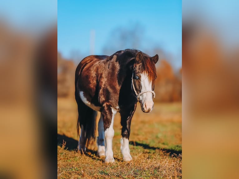 Weitere Ponys/Kleinpferde Wallach 8 Jahre 107 cm Schecke in Lyles