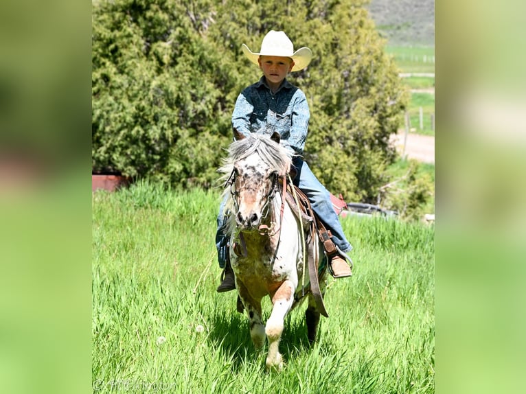 Weitere Ponys/Kleinpferde Wallach 8 Jahre 107 cm in Rigby, ID