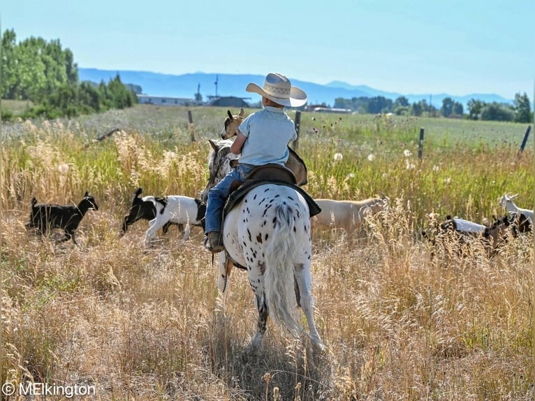 Weitere Ponys/Kleinpferde Wallach 8 Jahre 107 cm in Rigby, ID