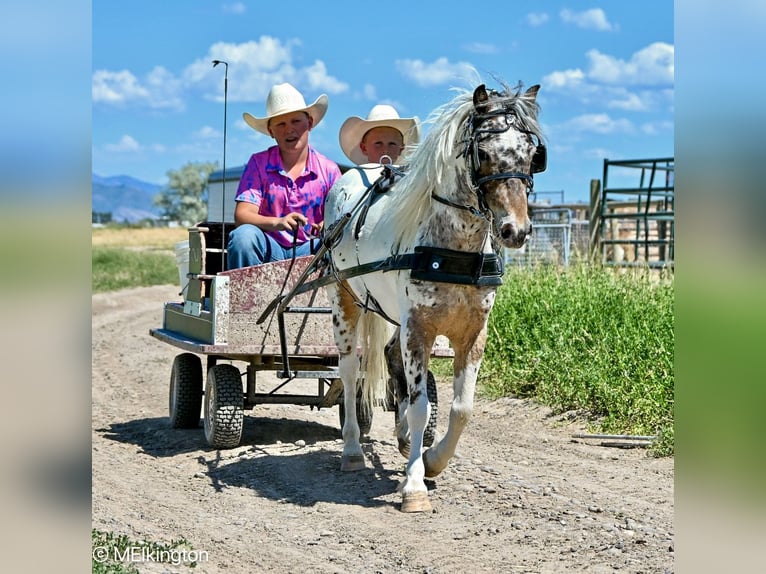 Weitere Ponys/Kleinpferde Wallach 8 Jahre 107 cm in Rigby, ID