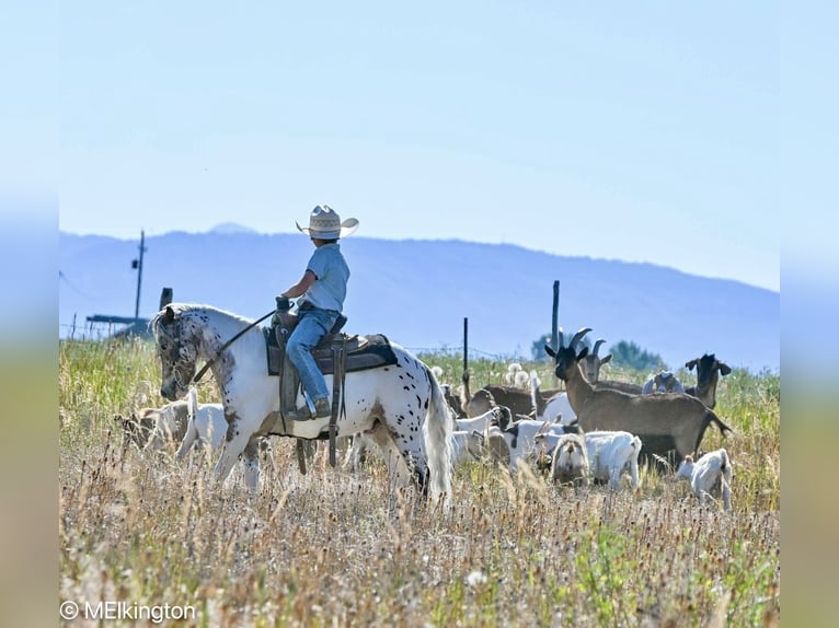 Weitere Ponys/Kleinpferde Wallach 8 Jahre 107 cm in Rigby, ID