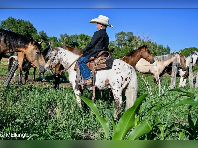 Weitere Ponys/Kleinpferde Wallach 8 Jahre 107 cm in Rigby, ID