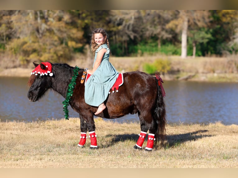 Weitere Ponys/Kleinpferde Wallach 8 Jahre 112 cm Rappe in Forney