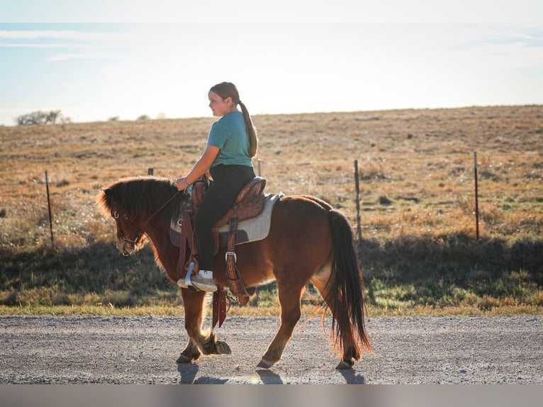 Weitere Ponys/Kleinpferde Wallach 8 Jahre 112 cm Rotbrauner in Forney